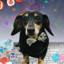 カニンヘンダックス