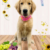 ゴールデンレトリバー