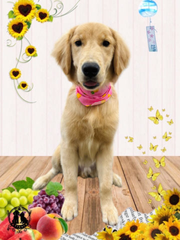 ゴールデンレトリバー