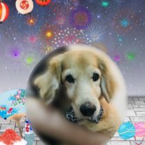 ミニチュアダックス