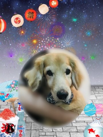 ミニチュアダックス