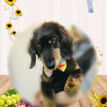 ミニチュアダックス