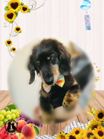 ミニチュアダックス