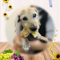 ミニチュアダックス