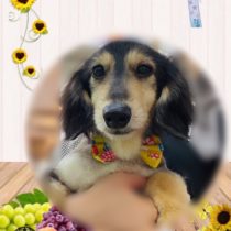 ミニチュアダックス