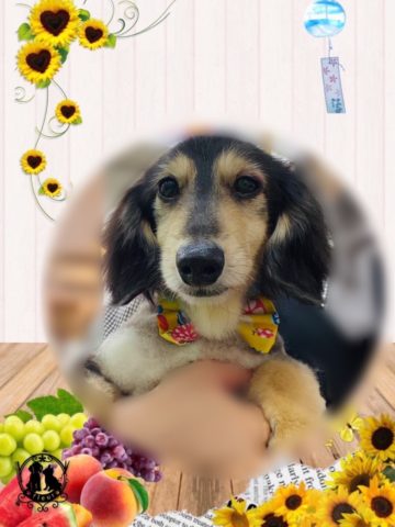 ミニチュアダックス