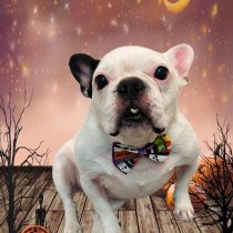 フレンチブルドッグ