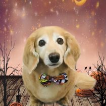 ミニチュアダックス