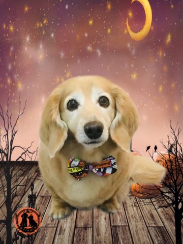 ミニチュアダックス