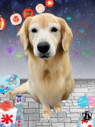 ゴールデンレトリバー