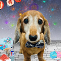 ミニチュアダックス