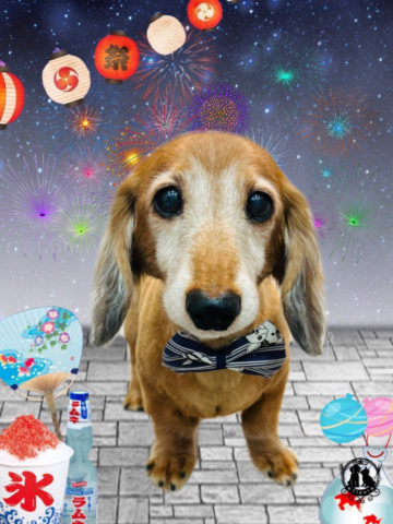 ミニチュアダックス