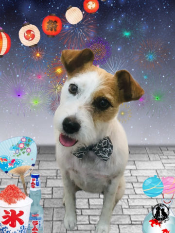 ジャックラッセルテリア