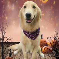 ゴールデンレトリバー