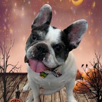 フレンチブルドッグ