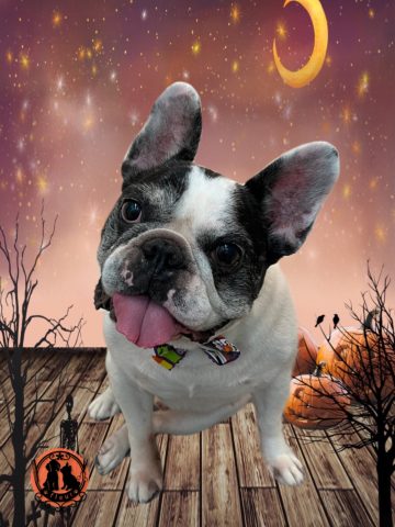 フレンチブルドッグ