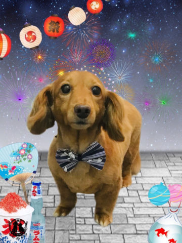 ミニチュアダックス