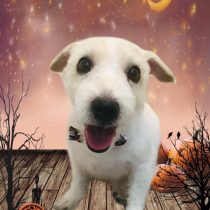 ジャックラッセルテリア