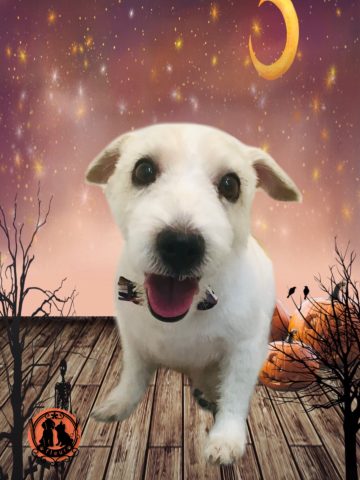 ジャックラッセルテリア