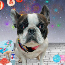 フレンチブルドッグ