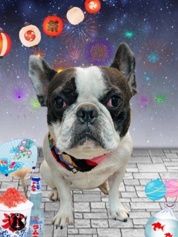 フレンチブルドッグ