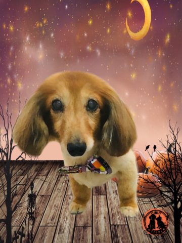 ミニチュアダックス