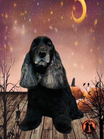 イングリッシュコッカースパニエル