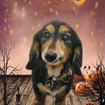 ミニチュアダックス