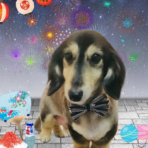 ミニチュアダックス