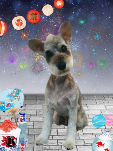 ミニチュアシュナウザー