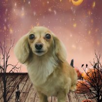 カニンヘンダックス