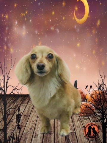 カニンヘンダックス