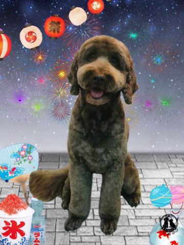 オーストラリアンラブラドゥードル