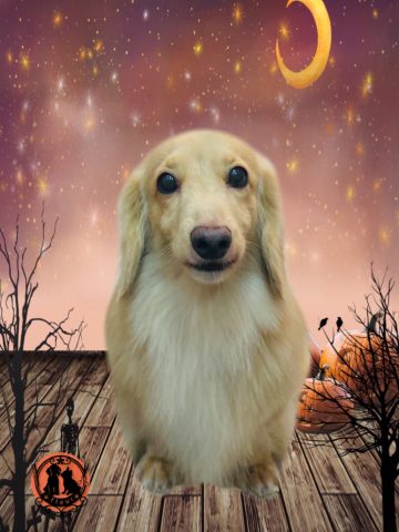 ミニチュアダックス