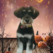 ミニチュアシュナウザー