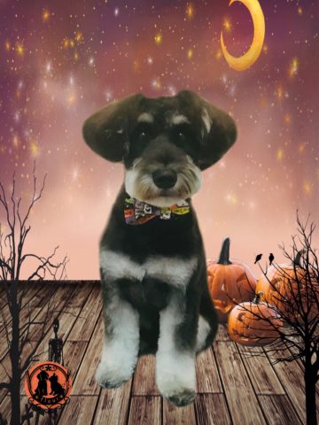 ミニチュアシュナウザー