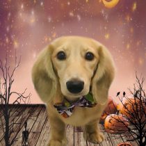 ミニチュアダックス