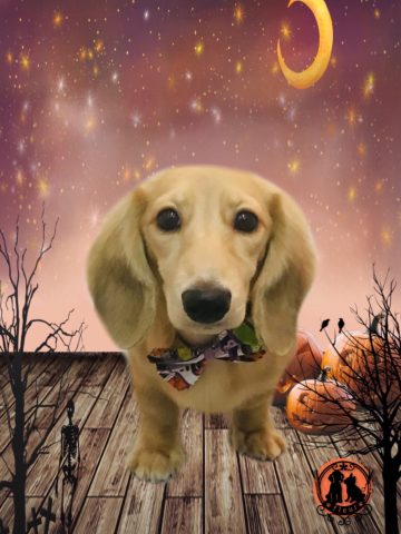 ミニチュアダックス