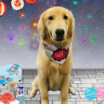 ゴールデンレトリバー