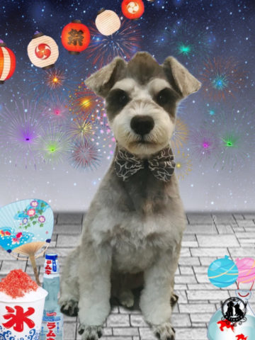 ミニチュアシュナウザー