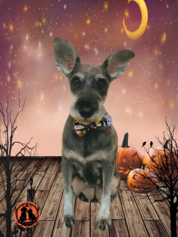 ミニチュアシュナウザー