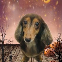 ミニチュアダックス