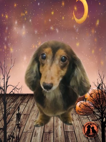 ミニチュアダックス