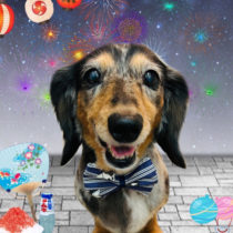 ミニチュアダックス