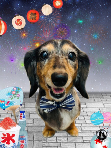 ミニチュアダックス