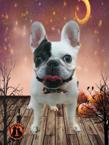 フレンチブルドッグ