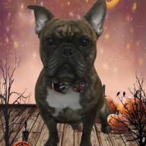 フレンチブルドッグ