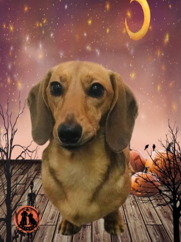 ミニチュアダックス