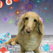 ミニチュアダックス