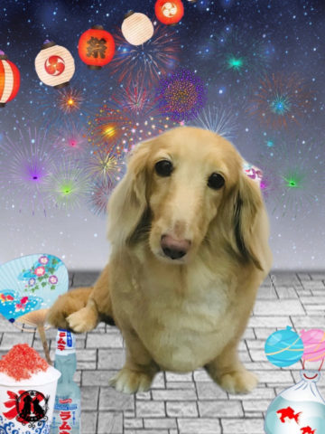 ミニチュアダックス